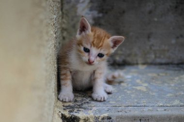 Belirsizliğin karşısında, küçük bir kalp cesaretle çarpar. Cesaretin ölçüsü yoktur..  
