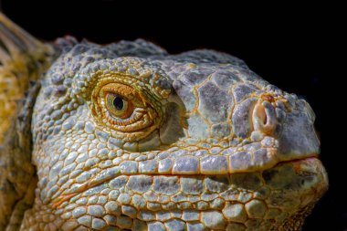 Bir Iguana 'nın yakın görüntüsü.