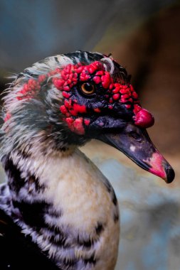 Siğilli Moskovalı Ördekler.