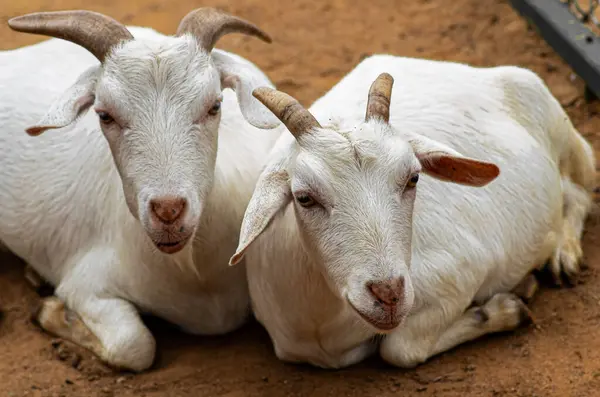 stock image Anglo-nubian goats resting in the field.