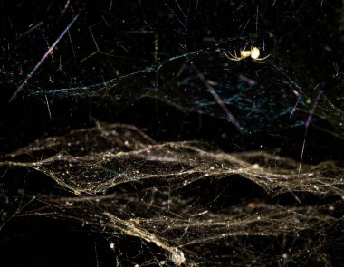 Örümcek ağındaki baş aşağı bir örümceğin makro görüntüsü.