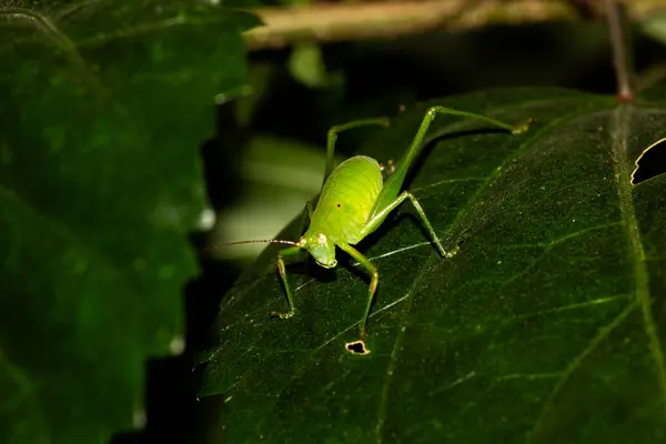 stock image Macro shot of green bush cricket insect on a green leaf.