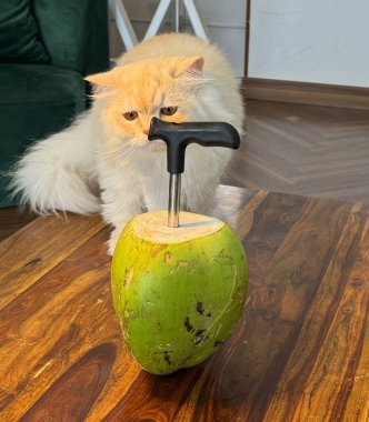 Tahta bir platforma karşı hindistan cevizi açacağıyla narin bir hindistan cevizine bakan bir kedinin yakın plan fotoğrafı..