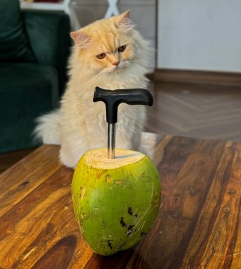 Tahta bir platforma karşı hindistan cevizi açacağıyla narin bir hindistan cevizine bakan bir kedinin yakın plan fotoğrafı..