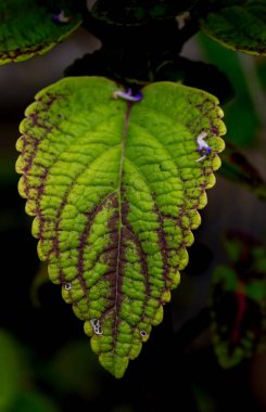 A macro shot of a green and brown leaf. clipart