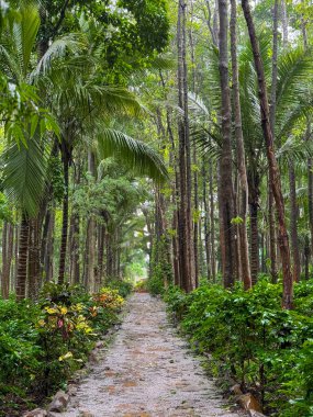 Uzun ağaçların ve kahve bitkilerinin arasında güzel bir patika..