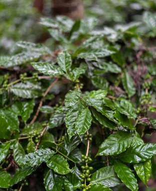 Sahne Yeşil Kahve Fasulyesi, Karnataka