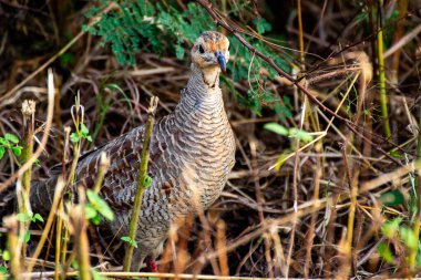 Ormanda çekilen gri bir Francolin kuşunun yakın çekimi..