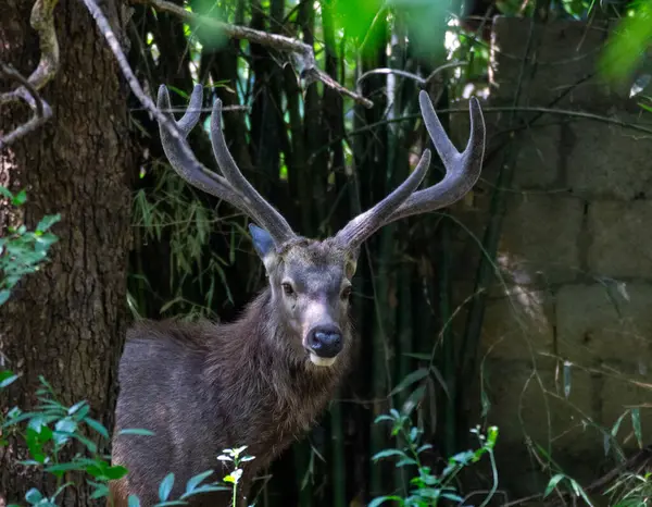 stock image A close up photo of a Sambar deer in a forest.