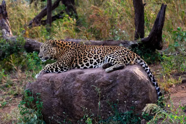 stock image A leopard spotted sitting on a rock in a forest