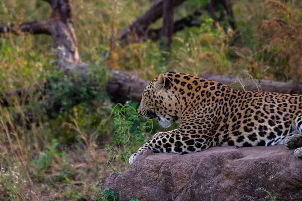 stock image A leopard spotted sitting on a rock in a forest