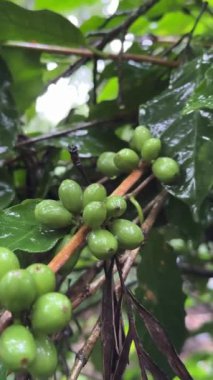 Yavaş hareket eden bir dal ve yağmurlu bir günde kahve çekirdeklerinin üzerine düşen su..