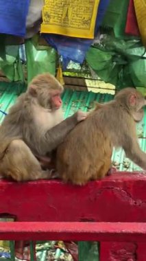 Maymunlar birbirine yardım eder, bitleri temizler..