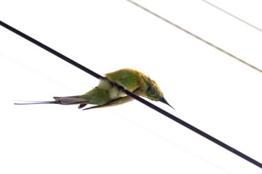 The Asian green bee eater bird sitting on a high tension wire in a forest clipart