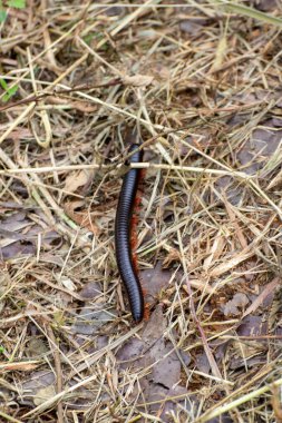 Kurumuş yapraklar ve çimlerle kaplı bir orman zemininde bir kırkayağı kapat..