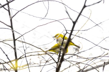 Hintli beyaz gözlü kuşlar ormandaki bir ağacın dalında oturuyorlar..