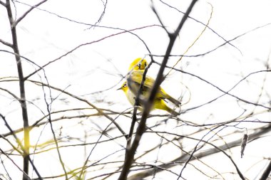 Hintli beyaz gözlü kuşlar ormandaki bir ağacın dalında oturuyorlar..