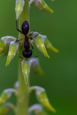 Yeşil arka planda bir karınca makro karınca görüntüsü