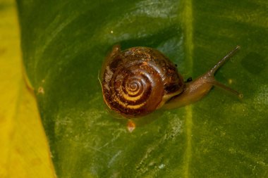 Yeşil bir yaprağın üzerinde izole edilmiş bir salyangozun yakın çekimi..