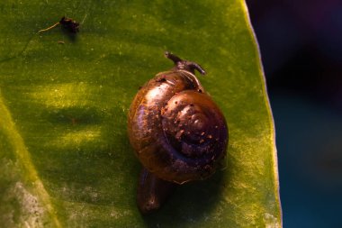 Yeşil bir yaprağın üzerinde izole edilmiş bir salyangozun yakın çekimi..