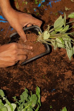 Bir adamın elinin dikey bahçe için bir bitkiyi saksılarken yakın plan fotoğrafı.