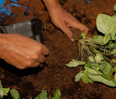 Bir adamın elinin dikey bahçe için bir bitkiyi saksılarken yakın plan fotoğrafı.