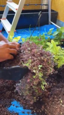 Kapalı alandaki bitkileri kopyayla saklayan bir adam..