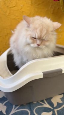 A cat shitting in his litter tray.