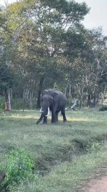 Dişleriyle ormanda yürüyen bir fil..