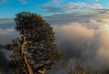Bulutların ve gökyüzünün bulanık arka planına karşı güzel bir ağaç resmi..