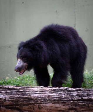 A close up of a Sloth bear in the zoo clipart