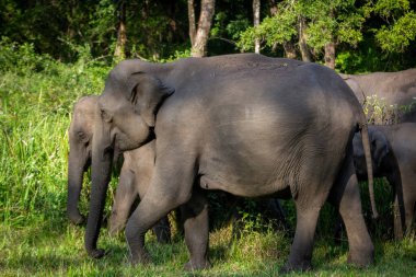 Orman safarisinde çekilen bir grup filin yakın çekimi..