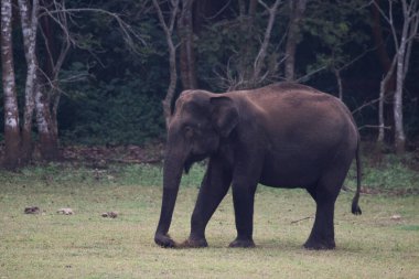 Orman safarisi sırasında çekilen çamurla oynayan bir fili yakından çek.