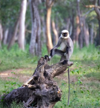 Close up shot of a gray langur sitting on a branch like the boss of the jungle clipart