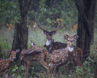 A close up shot of a group of spotted deers with focus on only one deer taken in a forest clipart