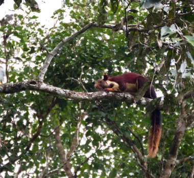 Ormandaki bir ağacın dalında oturan dev bir Malabar sincabı yakından çekilmiş..