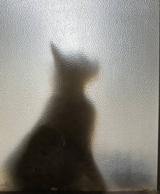 Buzlu bir camın arkasında yakalanmış bir kedinin silueti.
