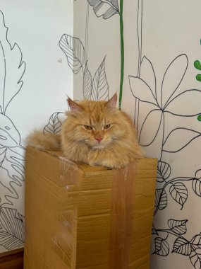 Bir karton kutunun üzerinde oturan turuncu bir kediye yaklaş.