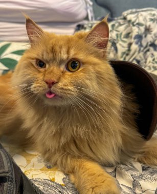 Dilini gösteren ve göz kırpan bir kediye yaklaş