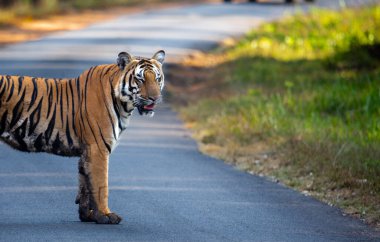 Kaplanı yakın plan çekimde, yolda gözleri kapalı ve ağzı açık bir şekilde ormanın içinde dururken çek.