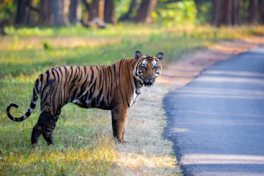 Yolun kenarında durup ormandaki araçlara bakan bir kaplanı yakından çek.