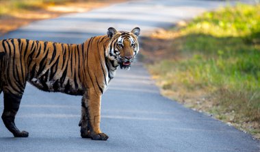 Bir kaplanın yolda durup ormanda ağzı açık insanlara bakışını yakından çek.