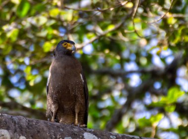 Bir ağacın dalında oturan yılan kartalına yaklaş..