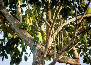 Gül halkalı muhabbet kuşunu yakın çekim ya da ormanda bir ağaçta oturan boyunlu muhabbet kuşunu