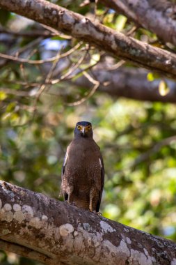 Bir ağacın dalında oturan yılan kartalına yaklaş..