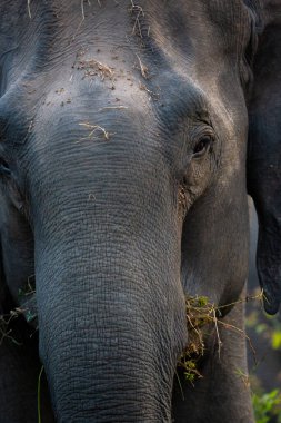 Ormanda ağzında çim olan bir filin yakın plan fotoğrafı.