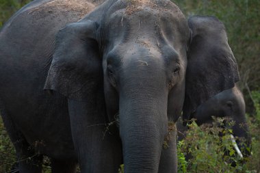 Ormanda ağzında çim olan bir filin yakın plan fotoğrafı.