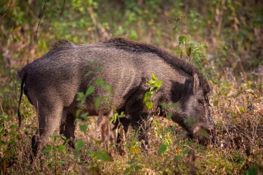 Yaban domuzu ya da ormanda yürüyen bir domuzun yakın çekimi.