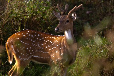 Ormanda boynuzları olan benekli bir geyiğin yakın çekimi.