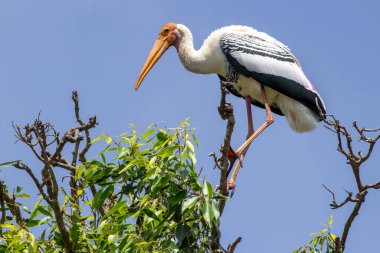 Bir ağacın dalında oturan boyalı leyleği yakından çek.